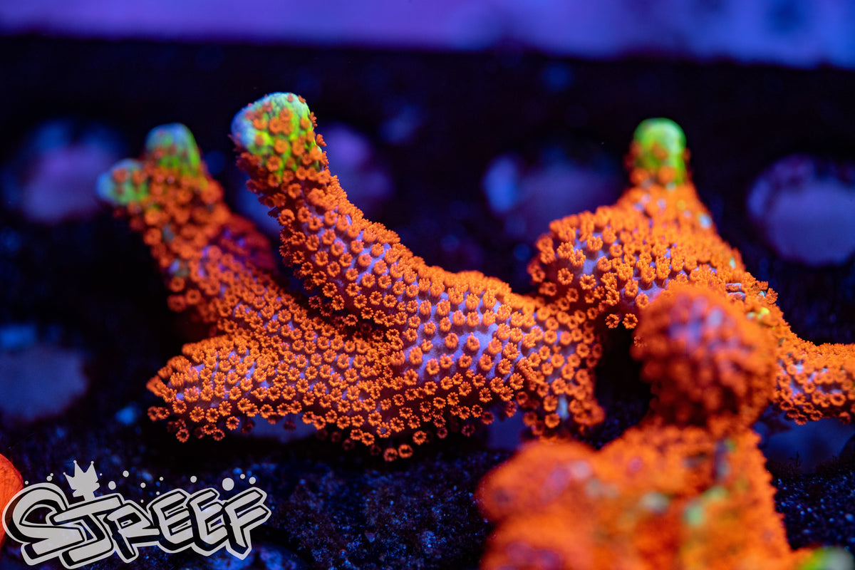 SPS – sjreef