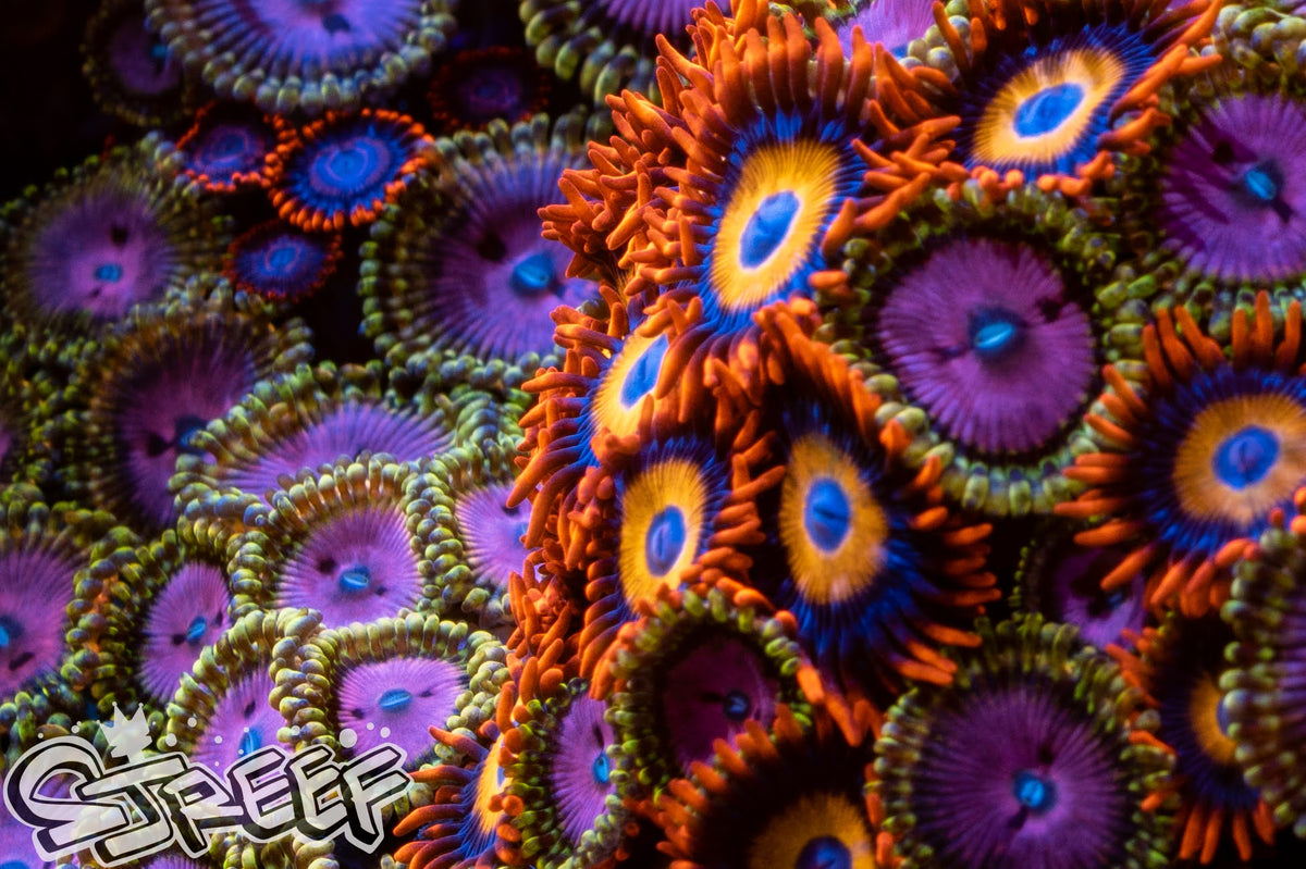Zoanthids sjreef
