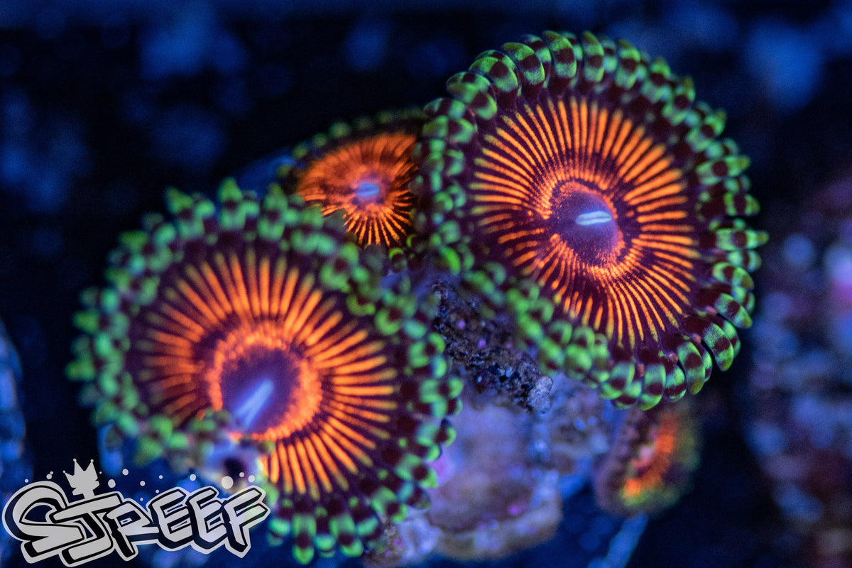Alien Inferno Zoas (priced per polyp) – sjreef