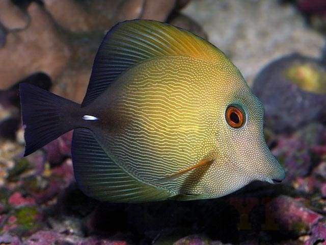 Scopas Tang - SDC. **Local Pickup Only**