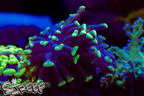 Hammer Branching Coral