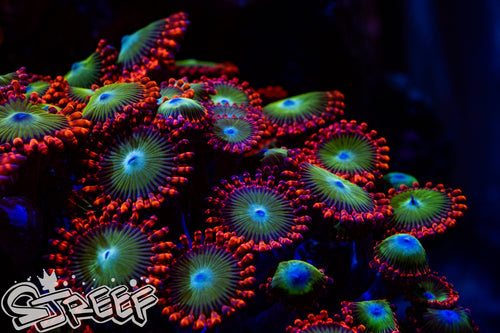 Oompa Lumpas (priced per polyp)