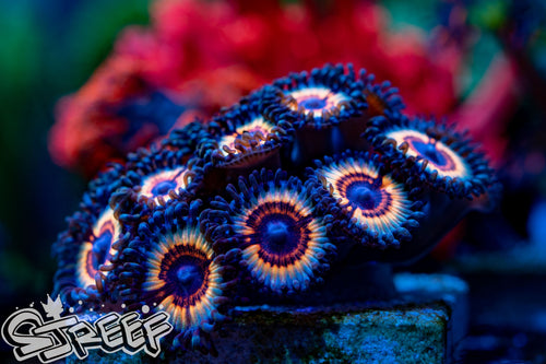 Sonic Flares (priced per polyp)