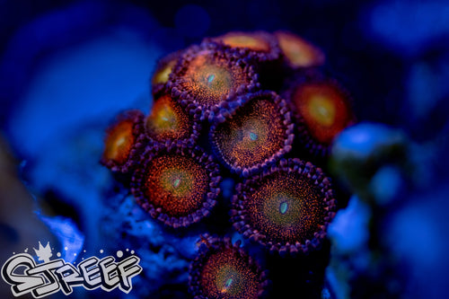 Pandora (priced per polyp)