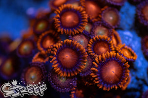Clementines Zoas (priced per polyp)