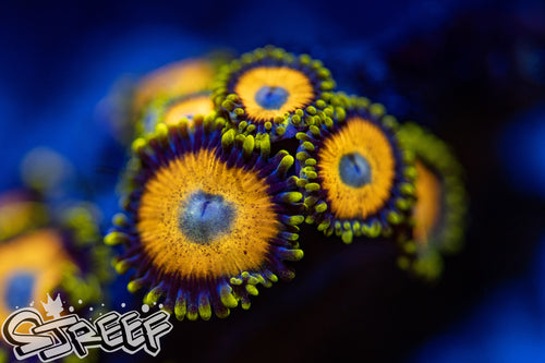 Scrambled Eggs (priced per polyp)