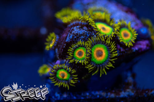 Rastas (priced per polyp)