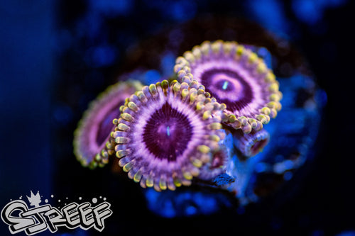 Pink Diamond (priced per polyp)