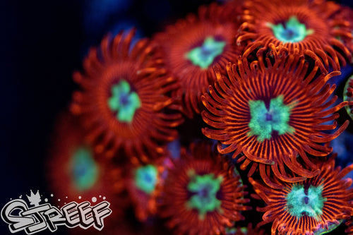 Hotshots Zoas (priced per polyp)