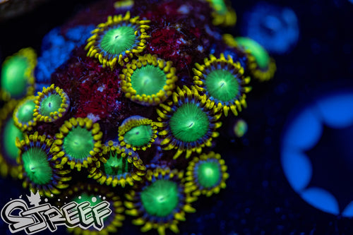 Radioactive Dragon Eyes (priced per polyp)