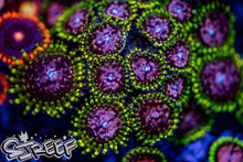 Load image into Gallery viewer, Purple Monster (priced per polyp)