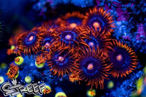 Snitches Zoas (priced per polyp)