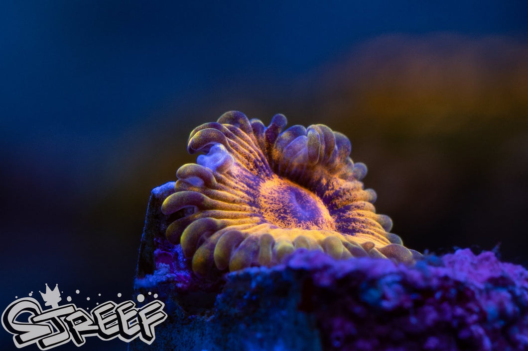 Gold Mauls Zoas (priced per polyp)