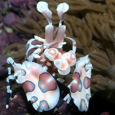 Harlequin Shrimp