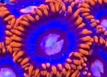 Load image into Gallery viewer, Snitches Zoas (priced per polyp)