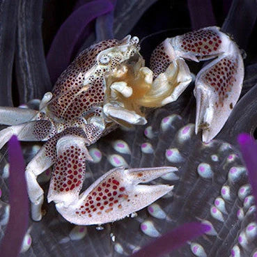 Anemone Crab **Local Pick-up Only**