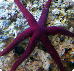 Burgundy Starfish