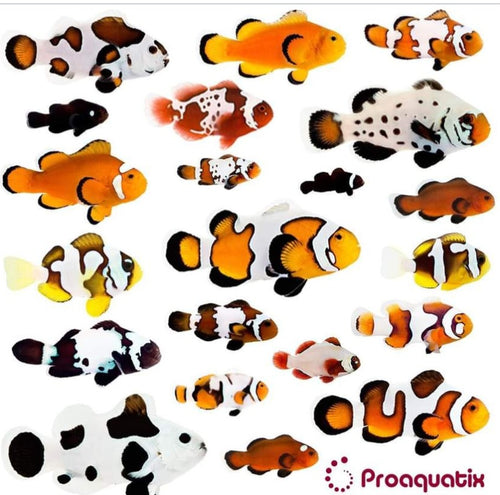 Clownfish Sale