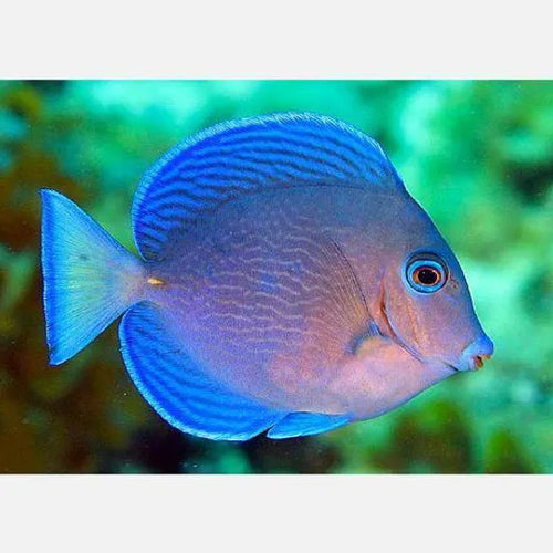 Blue Atlantic Tang