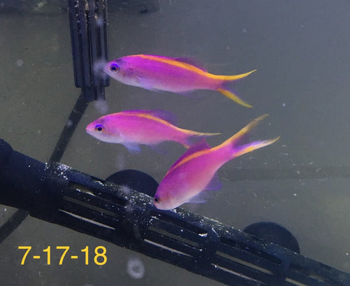 Baby Anthias