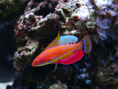 Carpenter's Flasher Wrasse