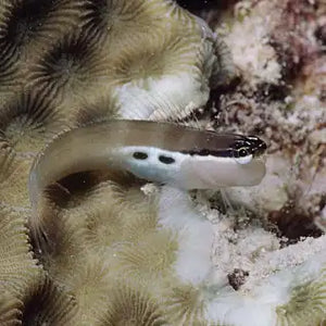 Two Spot Blenny