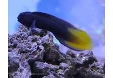 Yellow Tail Blenny
