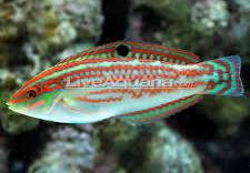 Christmas Wrasse