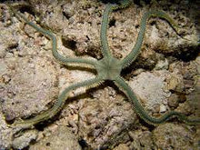 Load image into Gallery viewer, Brittle/Banded Sea Stars