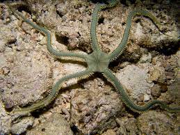 Brittle/Banded Sea Stars