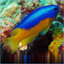Gold And Blue Damsel