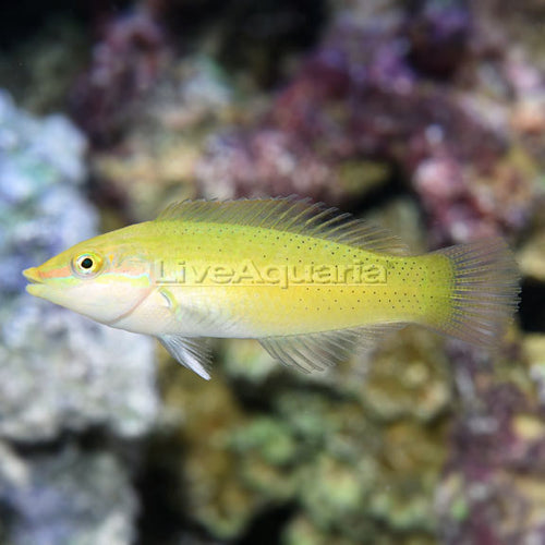 Green Coris Wrasse