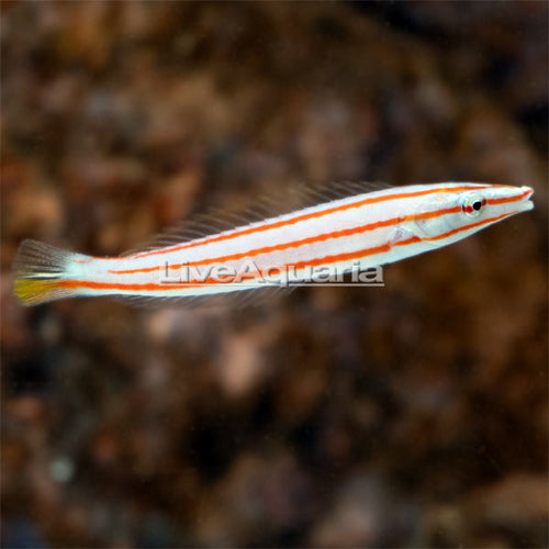 Candy cane Wrasse