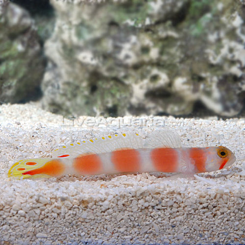 Aurora Goby