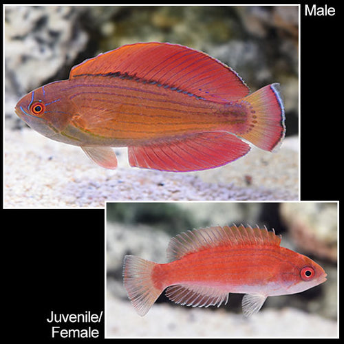 Eight Line Wrasse