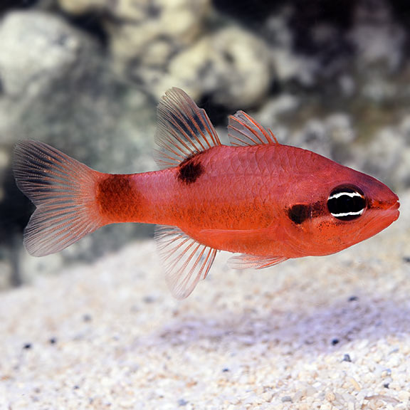 Red Flame Cardinalfish
