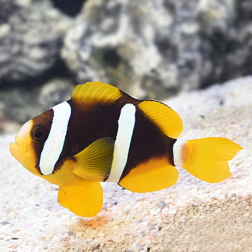 Allard's Clownfish