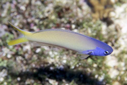 Blue Face Tilefish