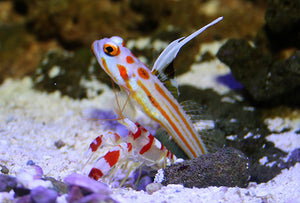 Yasha Goby Pair