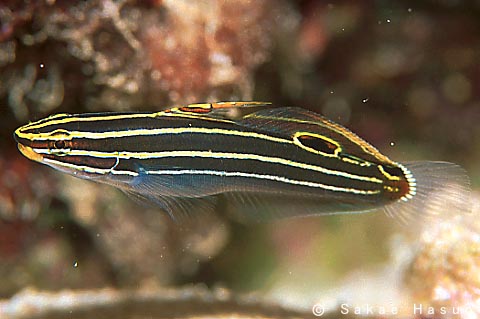 Hector's Goby