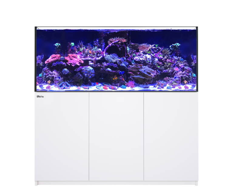 【りーり】RedSea ZOOX shallow Reef RAYS レイズ｜ZOOX｜MMC企画 レッドシー事業部