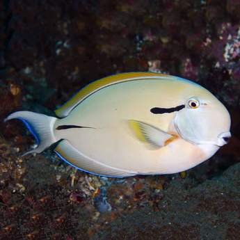 Black Shoulder Tang - VS