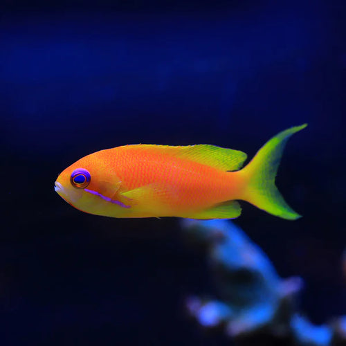 Blue Eye Anthias. **Local Pickup Only**