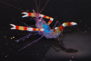 Blue Coral Banded Shrimp. **Local Pickup Only**