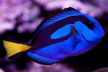Load image into Gallery viewer, Blue Hippo Tang Dori. **Local Pickup Only**