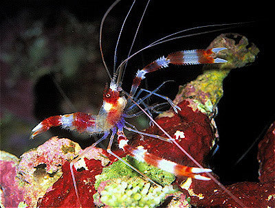 Coral Banded Shrimp