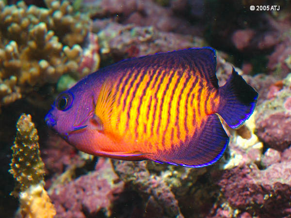 Coral Beauty Angelfish - SDC