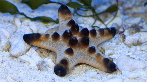 Chocolate Chip Starfish