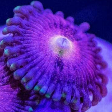 Sakura Sunrise (priced per polyp)