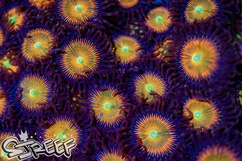 Sunny D's (priced per polyp)